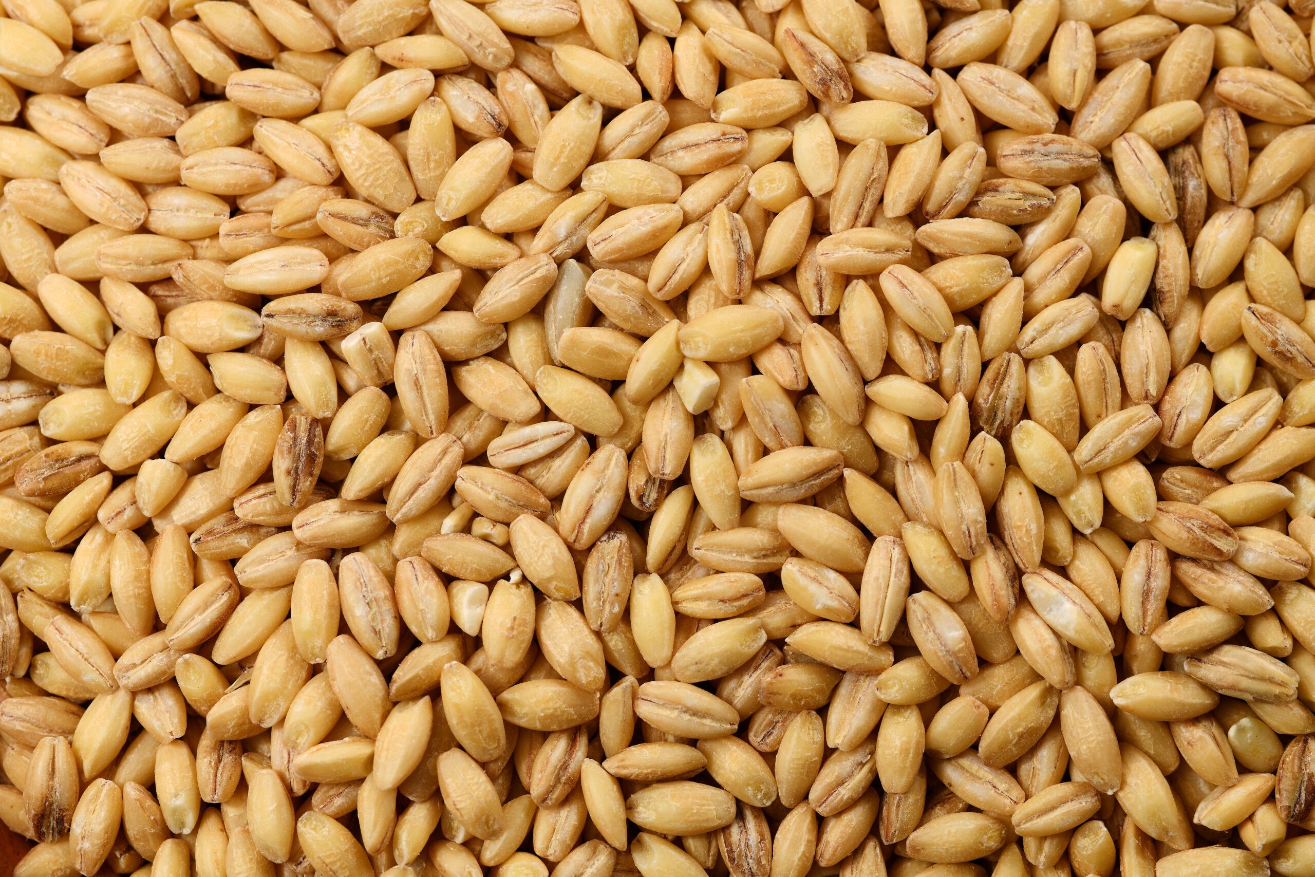 Barley